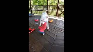 Meet Swiss A Terrier American Pit Bull Currently Available For Adoption 9122022 102135 Am