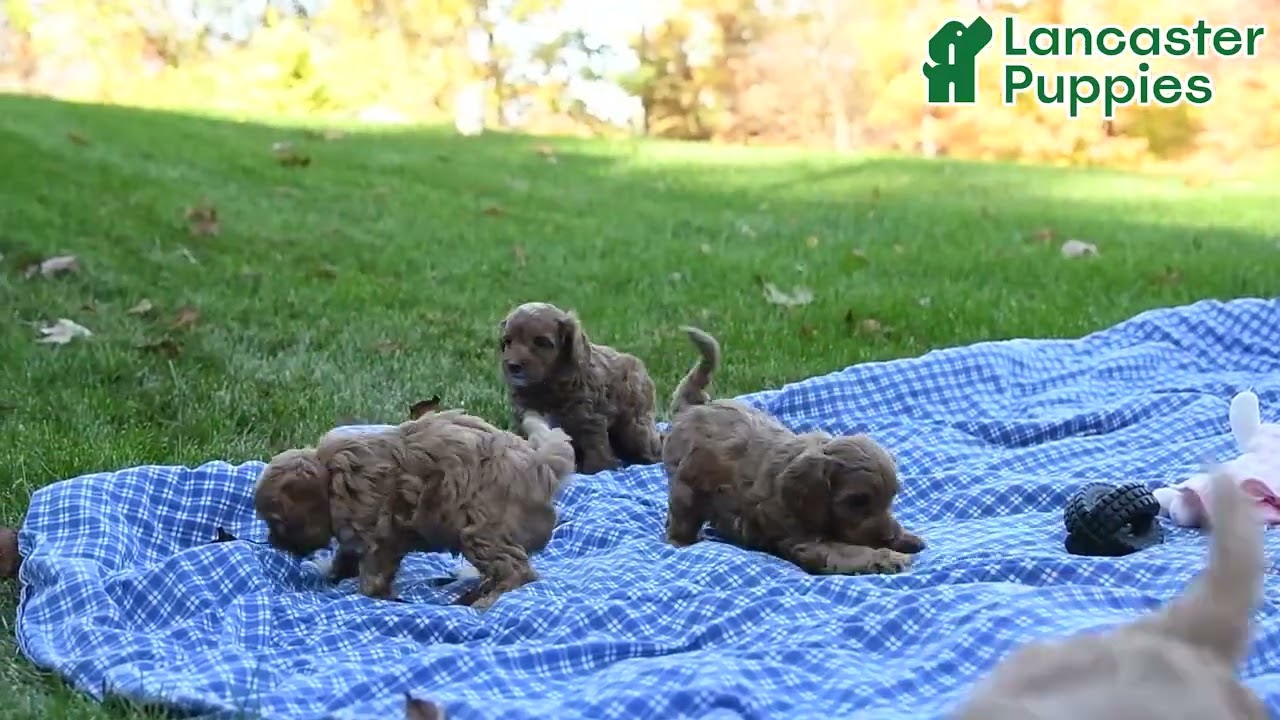 Cute Cavapoo Puppies