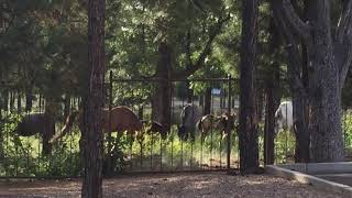 Wild Horses in our Backyard.