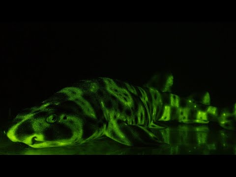 Here Is Why These Sharks Glow In The Dark