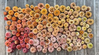 Download Lagu Floret Originals Zinnia Tour MP3