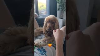 Dog is gambling   English Cocker Spaniel Robby #dog