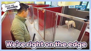Sadly, He must not be adopted elsewhere... [Dogs are incredible : EP.1784] | KBS WORLD TV 230718