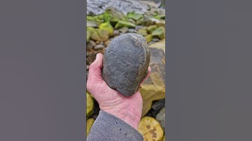 Our reaction to finding tasty Ammonite Fossil Nodules! 🪨🤤🪨 #fossilhunting #fossils #shorts #rock