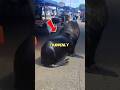 Dog vs Giant Sea Lion! An Unexpected Showdown in Chile’s Market!