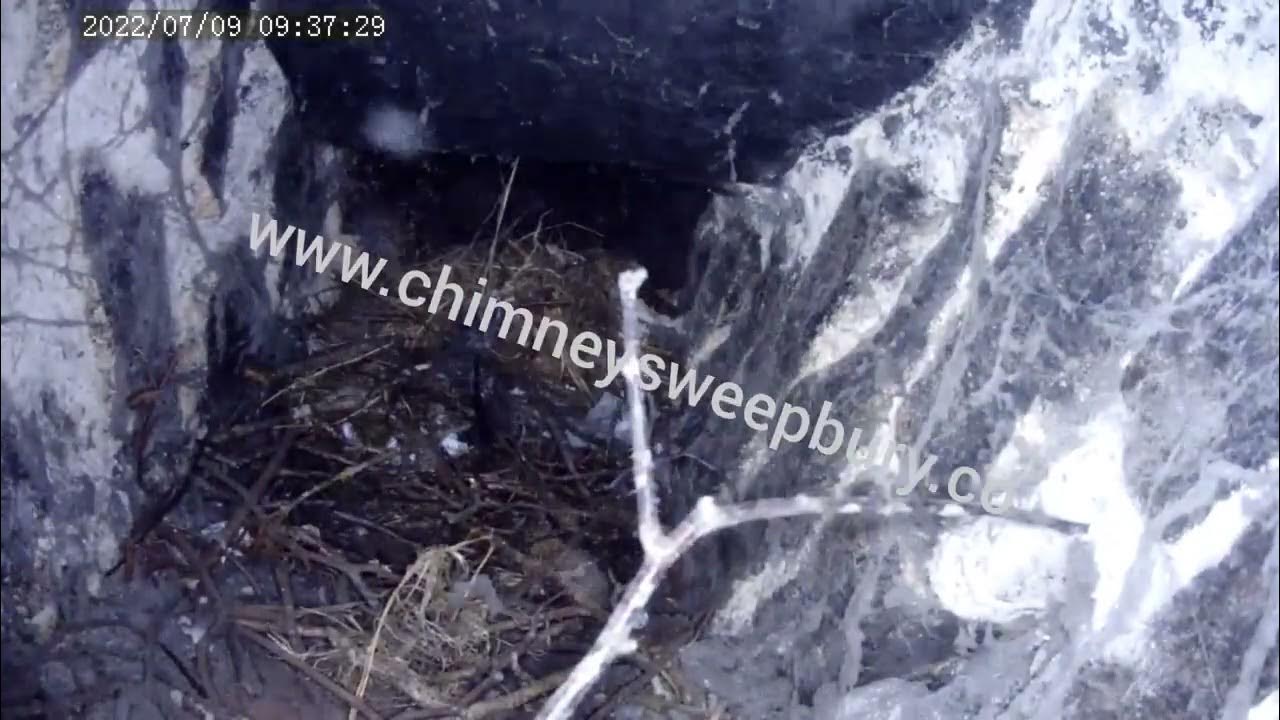 Chimney Sweep, bird nest removal from chimney, Rodstation CCTV camera