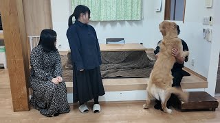Download Lagu ママの体調不良が続き急遽実家に帰省する。【Golden Retriever japan】 MP3