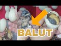 🔴ASMR Balut Duck Embryo EXOTIC DELICACY ep.82