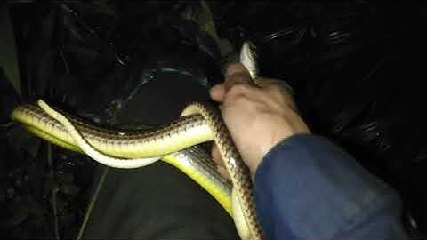 Bắt rắn ráo mùa thu nhiều không tưởng