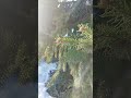 Солнечные ванны для вечнозелёной дамы #nomusic #nature #sunbeams #spring #birdsounds #relax