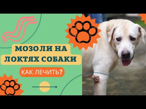 Видео: Как лечить и предотвращать мозоли на локтях у собак, которые могут кровоточить