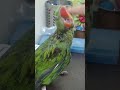 Parrot Turning Off the Fan with Remote and Biting me #parrot #bittubirds #shorts