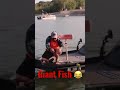 Giant Fish on Micro Rod and Reel #lol #funny #shorts #fishing #micro #microfishing