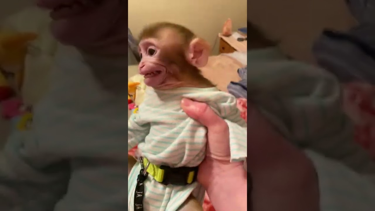 Bad Baby Monkey 😱#bad #monkey #animals #monkeybaby #funnymonkey #monkeycoco