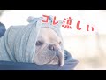 犬にとって大切な夏の暑さ対策を８つ紹介【フレンチブルドッグのおかか】【frenchibulldog】292