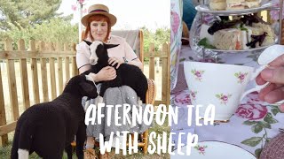 The cutest AFTERNOON TEA WITH FLUFFY SHEEP ☕