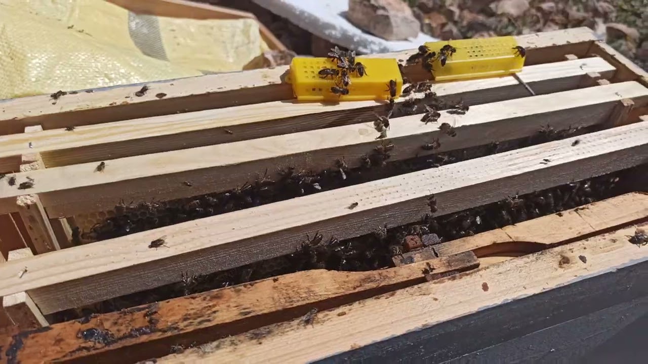 تطور طرد نحل طبيعي بعد ثلاثة أيام فقط