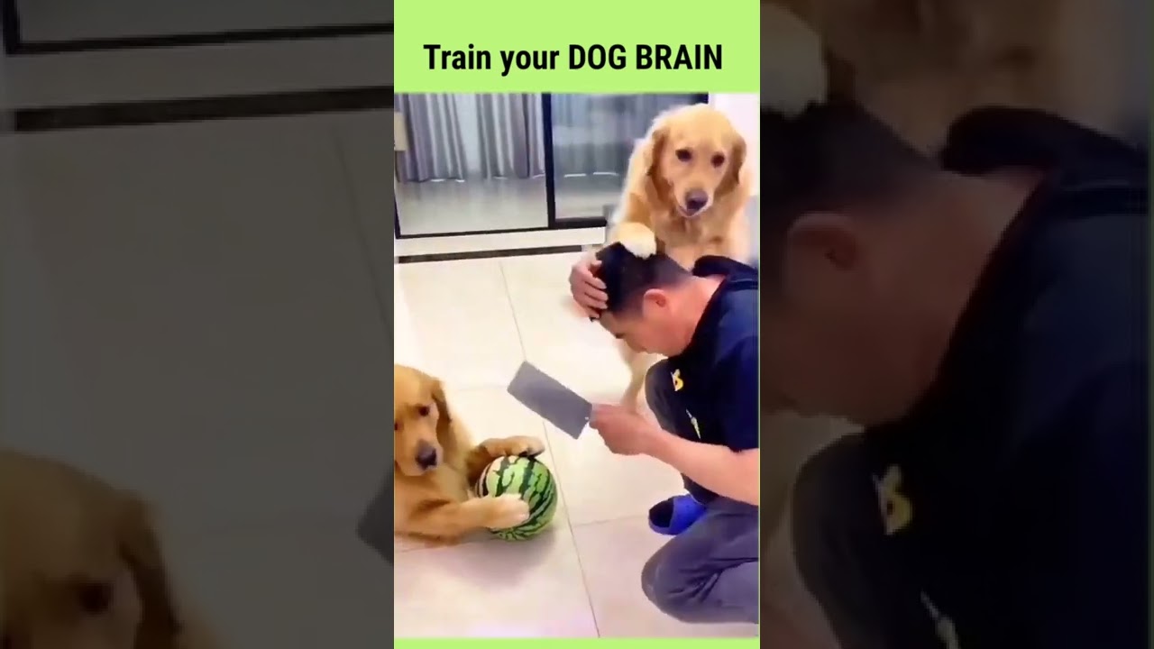 Is Your Dog Caring for their friends?? | Dog Training Tips | Cute Dogs Videos | Pets #shorts