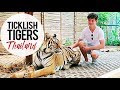 Ticklish Tigers: Tiger Kingdom Chiang Mai, Thailand