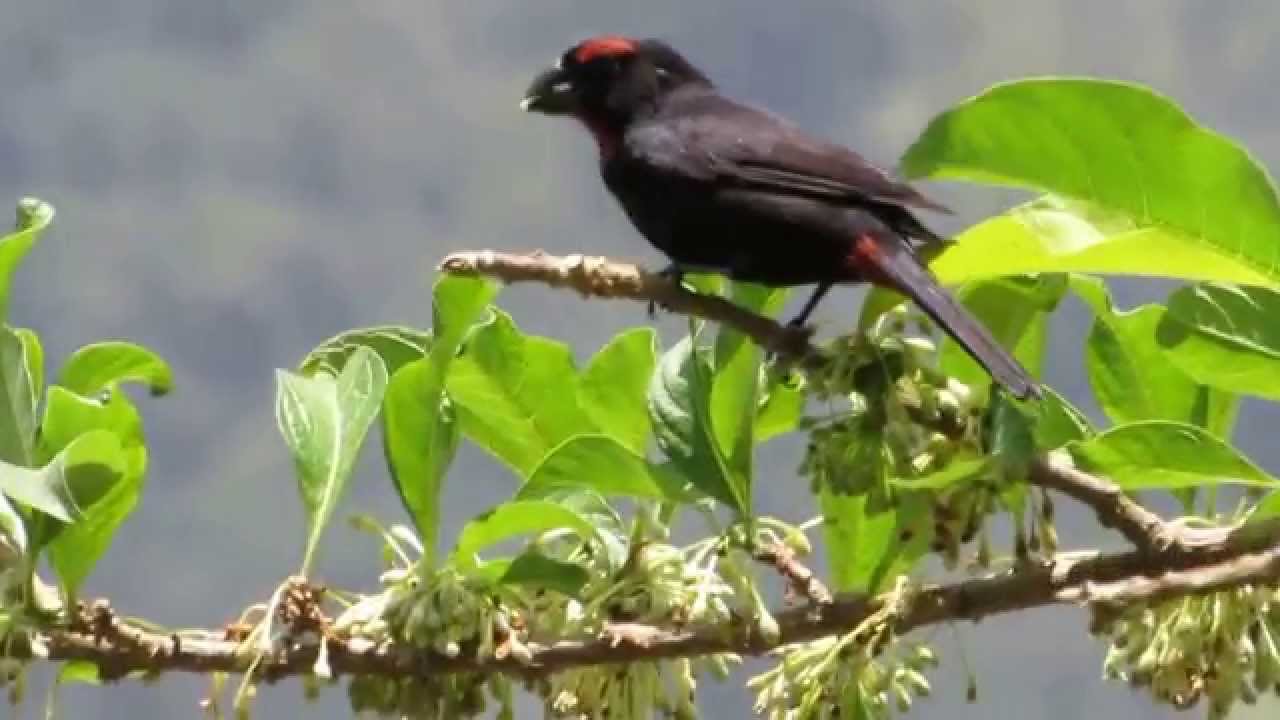 Greater Antillean Bullfinch: Jamaica 
