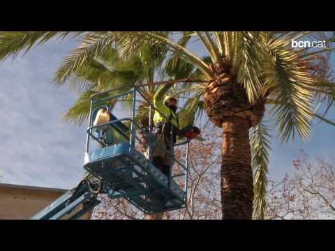 Vídeo: Els arbres caducifolis tenen flors?