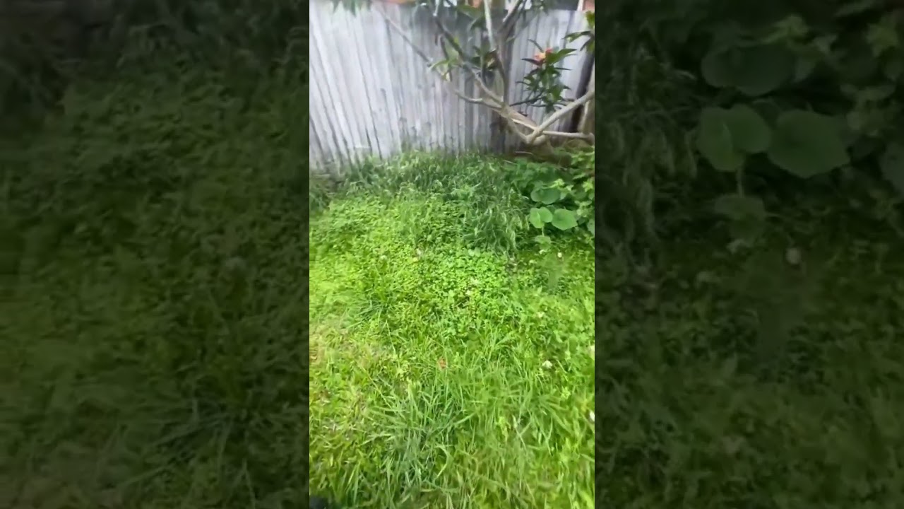 Tackling an overgrown lawn? 🌿 Let Jim’s Mowing bring your yard back to life! Our team handles even Tackling an overgrown lawn? 🌿 Let Jim’s Mowing bring your yard back to life! Our team handles even