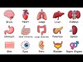 Every Human Organ Explained in 3 Minutes