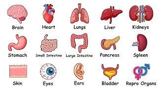 Every Human Organ Explained in 3 Minutes