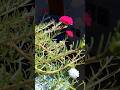 Good Morning #youtubeshorts #shorts #viral #AbuDhabi #uae #uaelife #beautiful #goodmorning #flowers