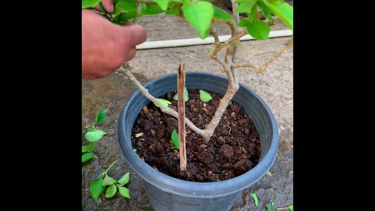 Secrets  for profuse bloom of bougainvillea.