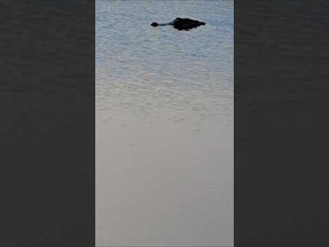 Front view of my alligator friend | Florida Woman