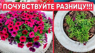 ПОЧУВСТВУЙТЕ РАЗНИЦУ!!! Ампельные петунии по одной или три. Высаживаем ампельные петунии правильно