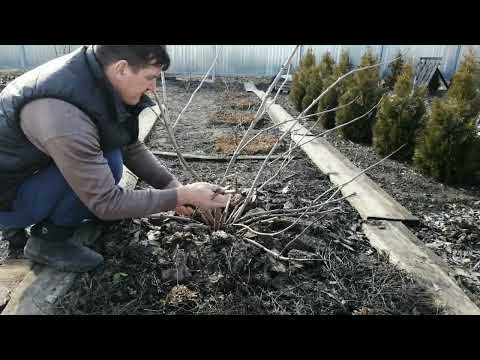 ЖИЗНЬ В САДУ, ОБРЕЗКА БУЗИНЫ ЧЕРНОЙ БЛЭК ЛЕЙС .
