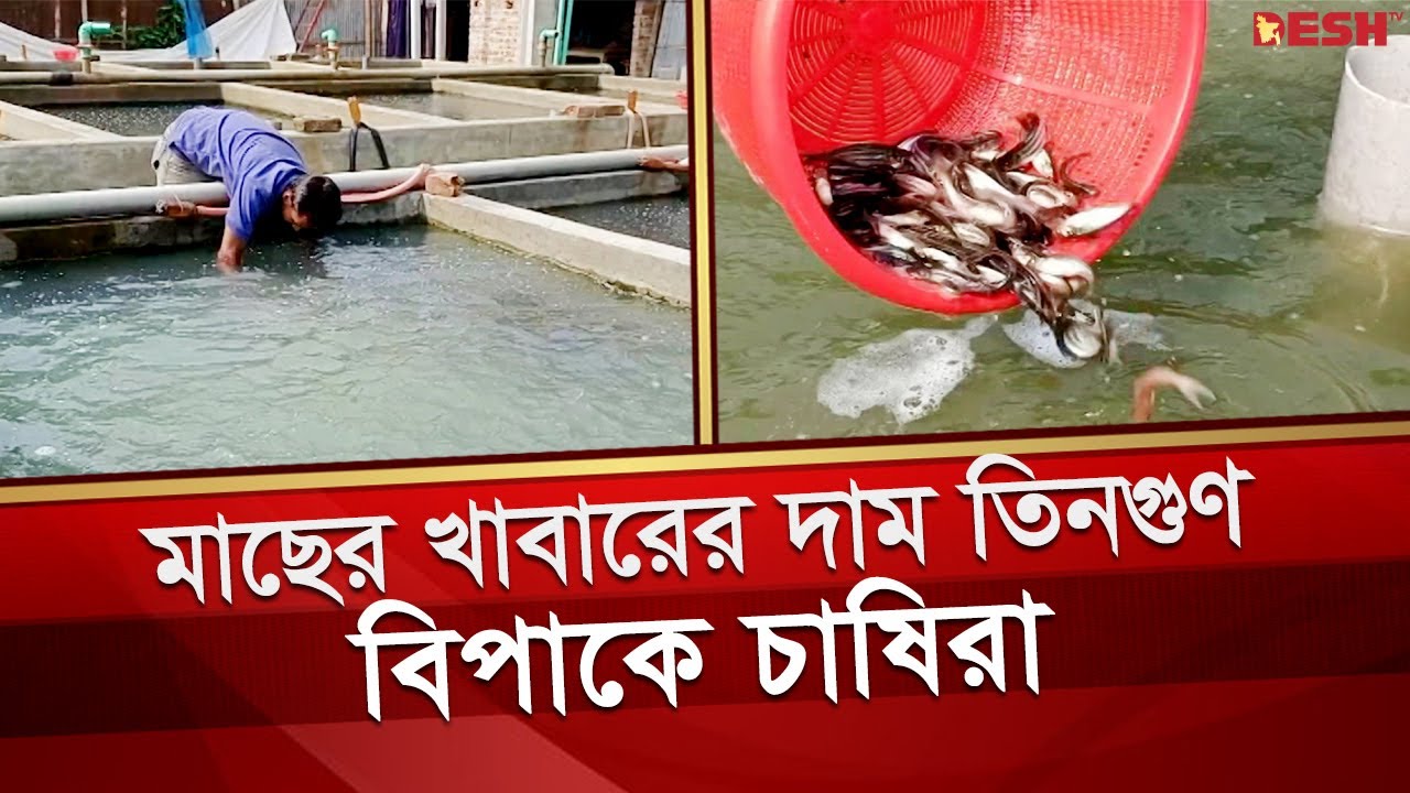 মাছের খাবারের দাম তিনগুণ, বিপাকে চাষিরা | Bogra Fish | Desh TV News ...