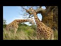 La girafe giraffa camelopardalis