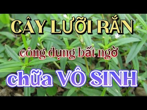 CÂY LƯỠI RẮN- XÀ THIỆT CÓ CUỐNG. CÔNG DỤNG CHỮA VÔ SINH QUANH TA MÀ NHIỀU NGƯỜI CHƯA BIẾT | LÊ PHÚ - youtube