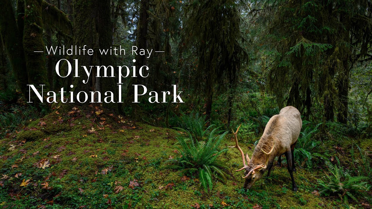 Wildlife With Ray Olympic National Park Youtube 