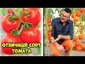 Идеальный сортовой томат розового цвета!