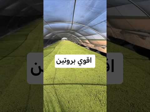 زراعة الازولا افضل بدائل الأعلاف الازولا بروتين 43   زراعة الازولا