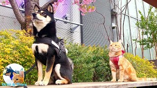 Shibainu & Kitten become Part of Gogh's Picture