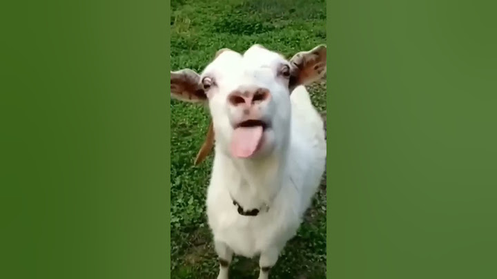 #коза-дереза#nice goat#Ziege#ヤギ#chèvre#معزة#山羊@თხა#बकरी#keçi#get#animal#nature@ছাগল#con dê#बाख्रा🐐🐐🐐
