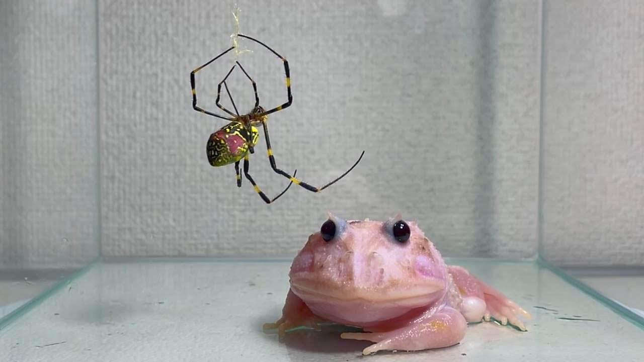Frog eats the moon 純銀製 クルバオ・パンディット師 www