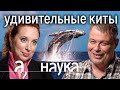 Почему киты глотают людей, взрываются и играют в пузырики? Иван Затевахин // Наука. А поговорить?...