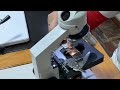 Partes y uso del microscopio óptico (Clase dada por la Prof. Blancalia Merlo)