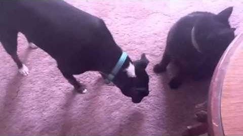 Cat Grooms Dog Then Bites Ear -Yelp!