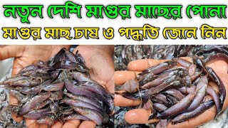 দেশি মাগুর মাছের পোনার দাম || Desi Magur Fish Price 2021 || Desi Magur Fish Culture Profitable