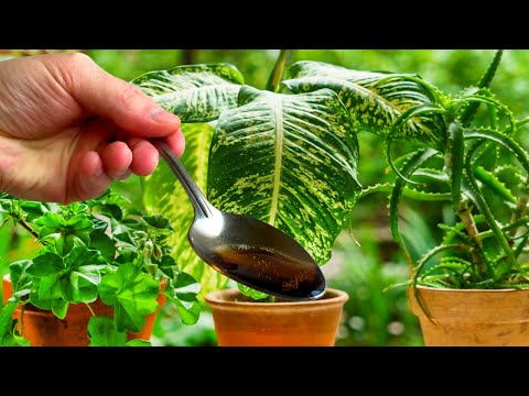 Бесплатная Подкормка Для Бешеного Цветения И Роста Комнатных Растений И Цветов
