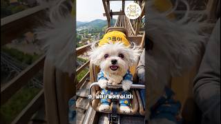 [단독] T-익스프레스 탑승한 구름이#aivideo