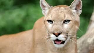 Cougar الكوجر