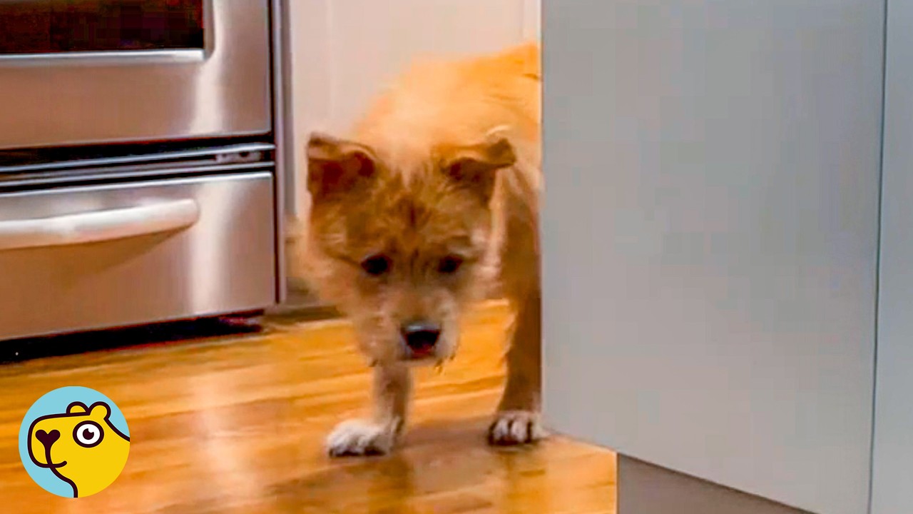 Puppy From Meat Market Was Too Scared To Move Until He Met His Sister